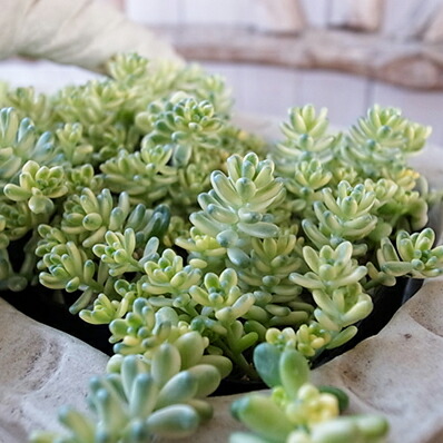 楽天市場】多肉植物 パキフィツム フレーヌ 2.5号サイズ 鉢植え タニク