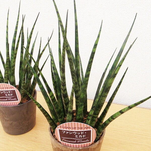 希少！特大サンスベリア Sansevieria サムライドワーフ ｜ＩＴＡＮＳＥ サンスベリア サムライドワーフ 3号 1個売り