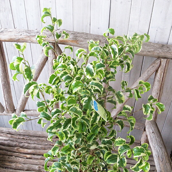 楽天市場 ベンジャミン 観葉植物 シタシオン 斑入り 5号サイズ 鉢植え 高さ50cm 母の日 花 ガーデニング岐阜緑園