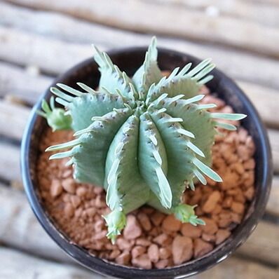 多肉植物　コチレドン　熊童子　ハートマーク入り コチレドン熊童子錦の基本情報・育て方｜多肉植物・サボテン図鑑