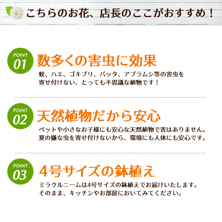 ニーム ミラクルニーム 4株セット 鉢植え 虫除け ニームの木 ミラクルハーブ 蚊除け 蚊よけ植物 防虫 害虫 有機栽培にこだわる Giosenglish Com