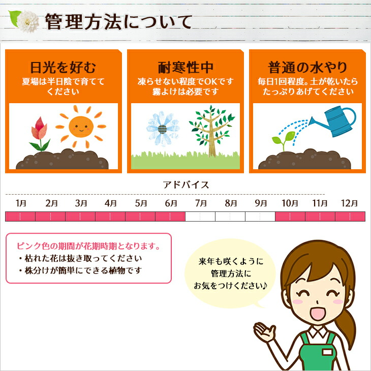 楽天市場 ウサギゴケ うさぎ苔 うさぎ こけ 苔 コケ ウサギコケ 食虫植物 ホワイト 白花 母の日 花 ガーデニング岐阜緑園