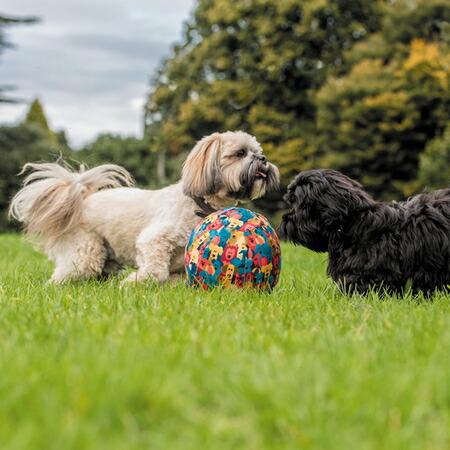 メール便可 小 大型犬用 ビッグサイズボールおもちゃ ドッグ バルーン ダッドウェイ イギリスブランド 風船ボール ドッグバルーン5000円 税抜 以上送料無料 ドックバルーン Marcsdesign Com