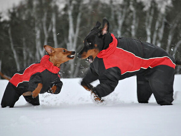 降車口 ダコタスノースーツ ユーロドッグデザイン【Euro Dog Designs】ドッグウェア, 雪命のせんたく 大型犬 SALE 引き下げ 犬 服 防寒着