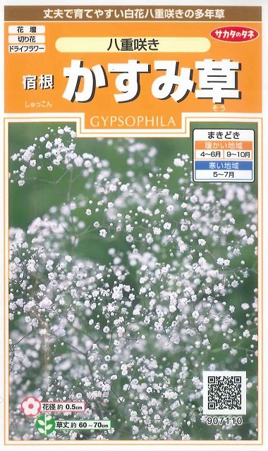 楽天市場 花の種 宿根 かすみ草八重咲き 小袋サカタのタネ グリーンロフトネモト
