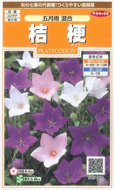 楽天市場】【花終わり】【色で選べる】桔梗(キキョウ)矮性種