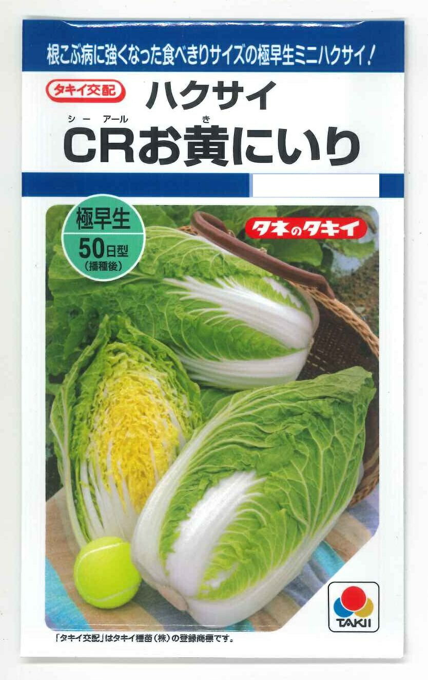 【キャベツん】 キャベツ・とくみつ 苗| 種・苗・ガーデニング用品の【タキイ