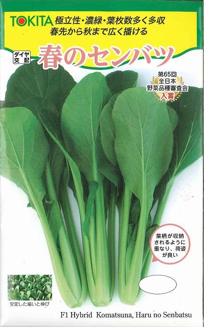 楽天市場】小松菜 種 春のセンバツ コマツナ こまつな トキタ