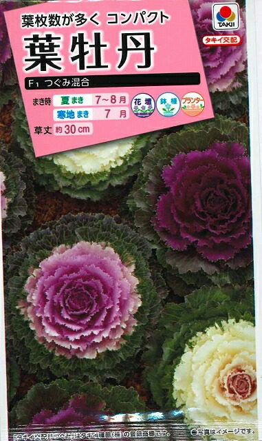 楽天市場】花の種 リナリア グッピー混合 小袋 タキイ交配 : グリーンロフトネモト