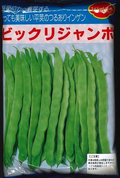 いんげん ビックリジャンボ 1L ヴィルモランみかど（株） [種子/野菜]