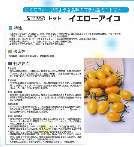 ミニトマトイエローアイコ1000粒 サカタ交配 Drdanacarson Org