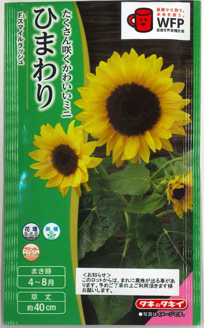 ひまわり出品 ヒマワリの種【サンリッチ マロンLD】〔F1〕 - 種の専門店 松尾農園