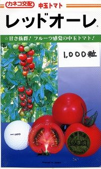 中玉赤茄子 レッドオーレ 1000粒 カネコ種苗（株） [内果皮/蔬菜]