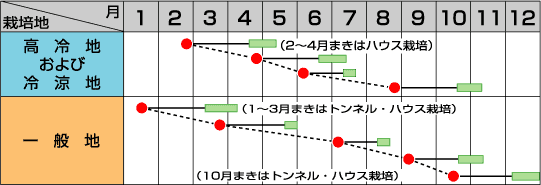 中国野菜チンゲンサイ武帝 2ｄｌサカタのタネ