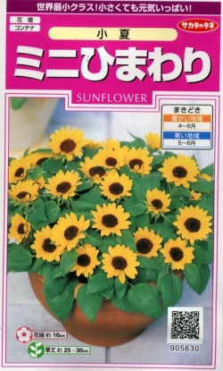 楽天市場】早咲きミニひまわり 小夏 アタリヤ農園 ヒマワリ 種