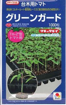台木 (赤ナス用)緑であることかばい立て 1000粒 タキイ種苗(株) [内果皮/草片]