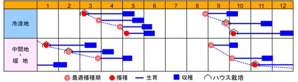 当季大流行 小松菜優翠 2dl渡辺交配 siddurs-center.co.il