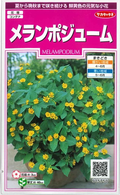 楽天市場 花の種 メランポジューム1ml 実咲 サカタのタネ グリーンロフトネモト