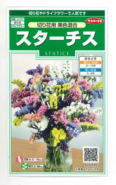 楽天市場 花の種 スターチス 切り花用 美色混合 小袋 サカタのタネ グリーンロフトネモト