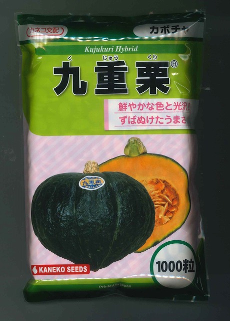 かぼちゃ 九重栗 1000粒 カネコ種苗（株） [内果皮/蔬菜]