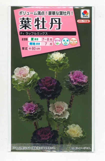 楽天市場】花の種 ブプレウルム 小袋 タキイ交配 : グリーンロフトネモト