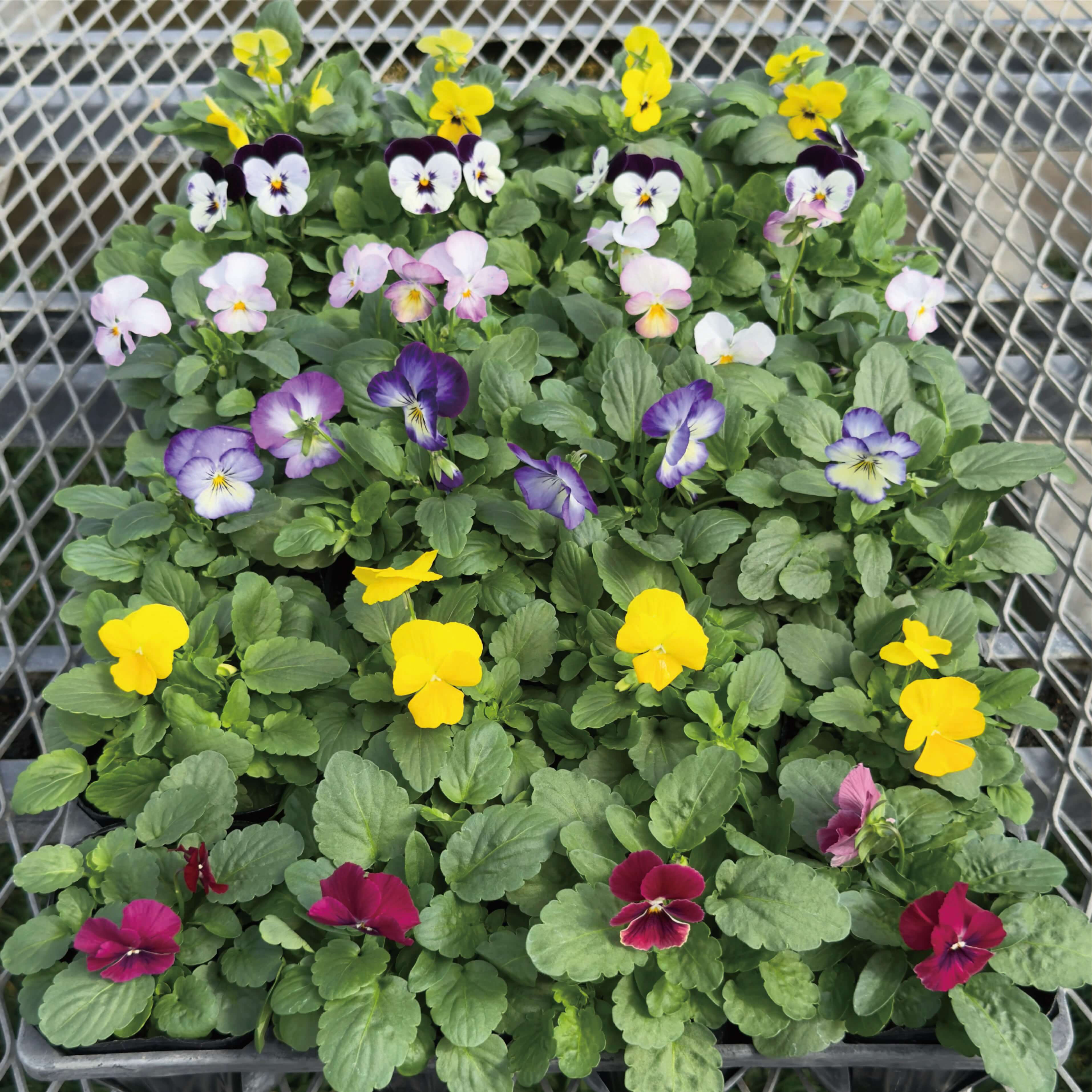 楽天市場】パンジー ビオラ 同梱にいかが？パンジー・ビオラ 満腹