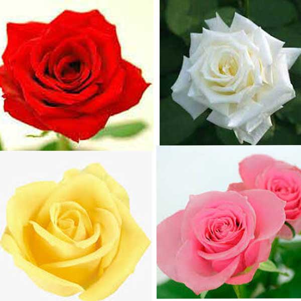 楽天市場 花束 ブーケ 本数と色で選ぶ バラの花束 ｆｏｕｒ ｓｅａｓｏｎｓ 花恭