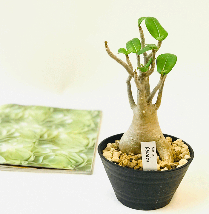 アデニウム コーデックス 砂漠のバラ 天空のバラ 話題の塊根植物 Amedf Com Br