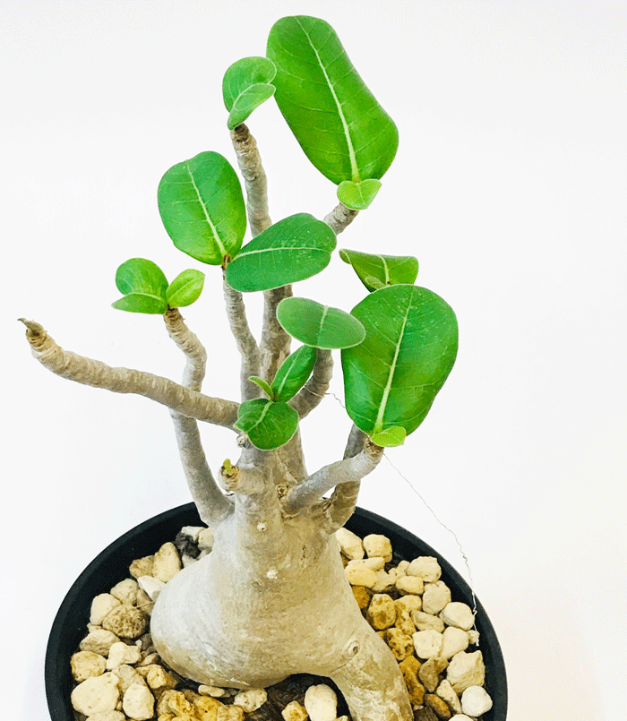 アデニウム コーデックス 砂漠のバラ 天空のバラ 話題の塊根植物 Amedf Com Br