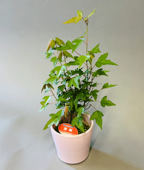 楽天市場】四季を楽しむミニ盆栽 姫黄梅（ヒメ オウバイ） インテリア