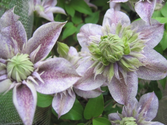 楽天市場】クレマチス苗アフロディーテ エレガフミナ 5号鉢