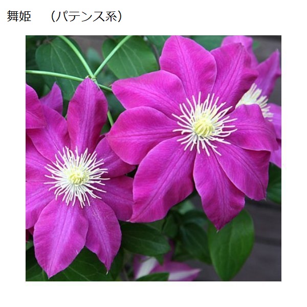 楽天市場】クレマチス苗アフロディーテ エレガフミナ 5号鉢インテグリ