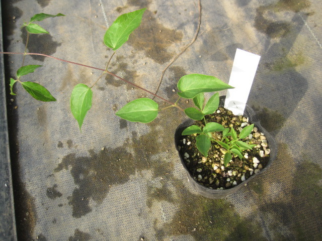 楽天市場 クレマチス苗ジゼルフロリダ系耐寒性宿根草 21年3月輸入の半年苗 花の王国