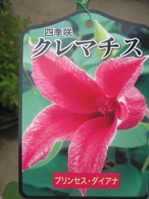 楽天市場】クレマチス苗アフロディーテ エレガフミナ 5号鉢インテグリ