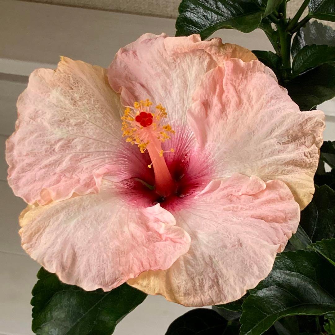 水月ハイビスカス3個セット 楽天市場】ハイビスカス 3株セット 花苗 夏中楽しめる南国の花
