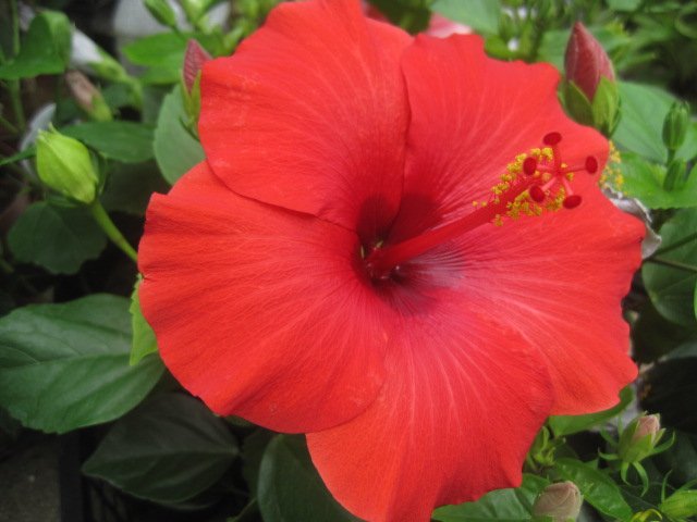 楽天市場】ハイビスカス苗 : 千草園芸