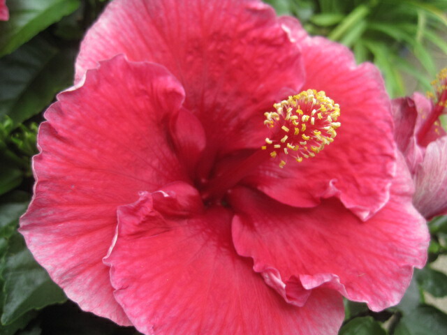 タイタンビスカス大苗 楽天市場】タイタンビカス エルフ（純白）3.5号苗(J03-8) : 千草園芸