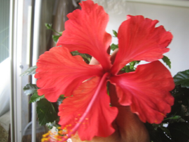 楽天市場】ハイビスカス レッドフラミンゴ ポット苗 1株 : e-フラワー