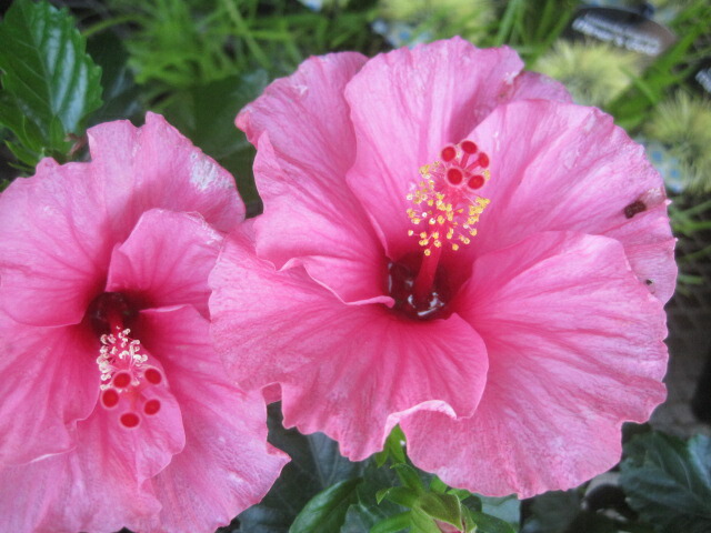 楽天市場】ハイビスカス 苗 3.5号 アドニスダブルイエロー ニュー