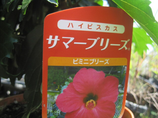 楽天市場】【予約販売】 ハイビスカス ニューロングライフシリーズ