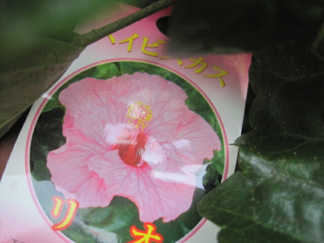 楽天市場】【ハイビスカス属】エキゾチックハイビスカスレッド