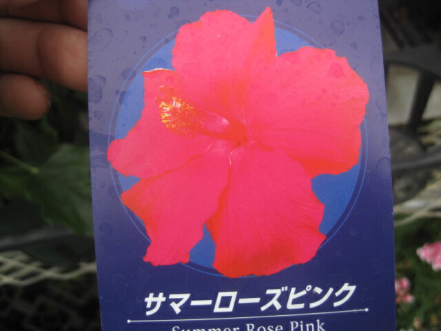 楽天市場】斑入りハイビスカス 赤花 4号鉢 ギフトプレゼント 鉢植え 鉢