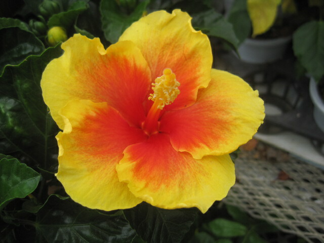 10 K黄色ゴールドCaribbeanハイビスカス柄( Malvaceae )ダイヤモンドペンダントネックレス ゴールド並行輸入 10 K黄色ゴールドCaribbeanハイビスカス柄( Malvaceae )ダイヤモンド