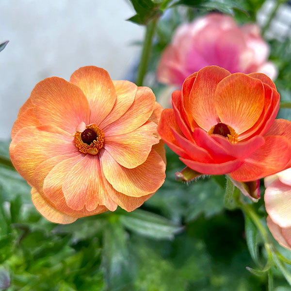 楽天市場】ラナンキュラス苗 花色ミックス 3苗セット 開花目安2月～3