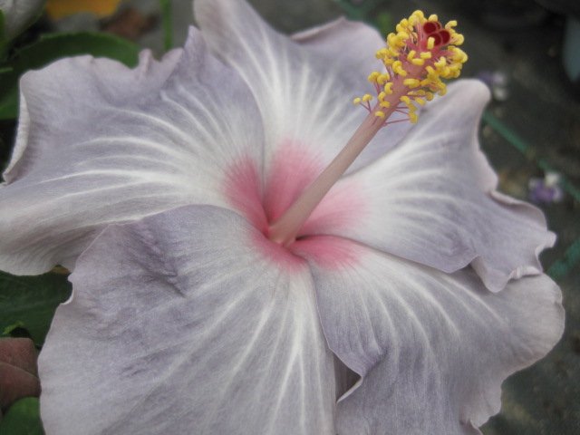 楽天市場】ハイビスカス（ニューロングライフ）：アドニスダブル