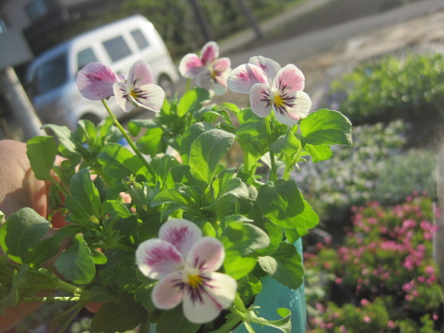 楽天市場 ビオラ苗 ピンクラビット 花の王国