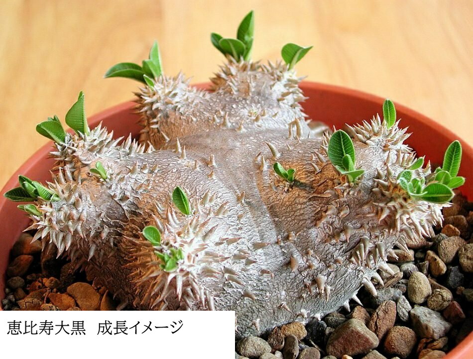 パキポディウム タッキー×恵比寿大黒　ハイブリッド パキポディウム タッキー×恵比寿大黒 ハイブリッド