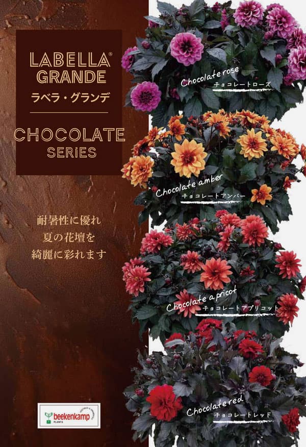 楽天市場】予約販売 ダリア 苗 銅葉ぷちダリア ピーチラバーズ 10.5cm