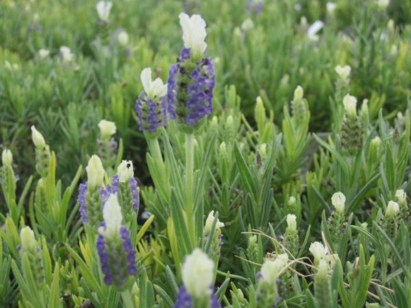 楽天市場 フレンチラベンダー ラヴェアンナ ホワイト苗 ストエカス系 特別価格 花の王国