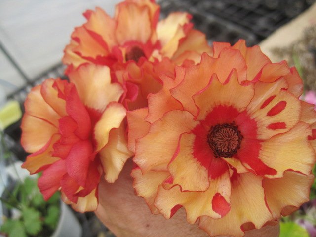 楽天市場】ラナンキュラス ランドセル サラセレネ ジャシンタ 3.5〜4号